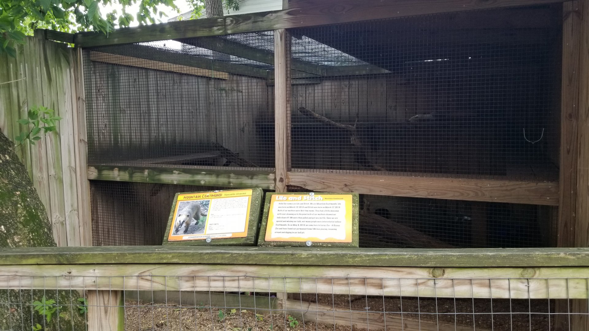 Luray Zoo - "Mountain coati" (South American, not mountain)