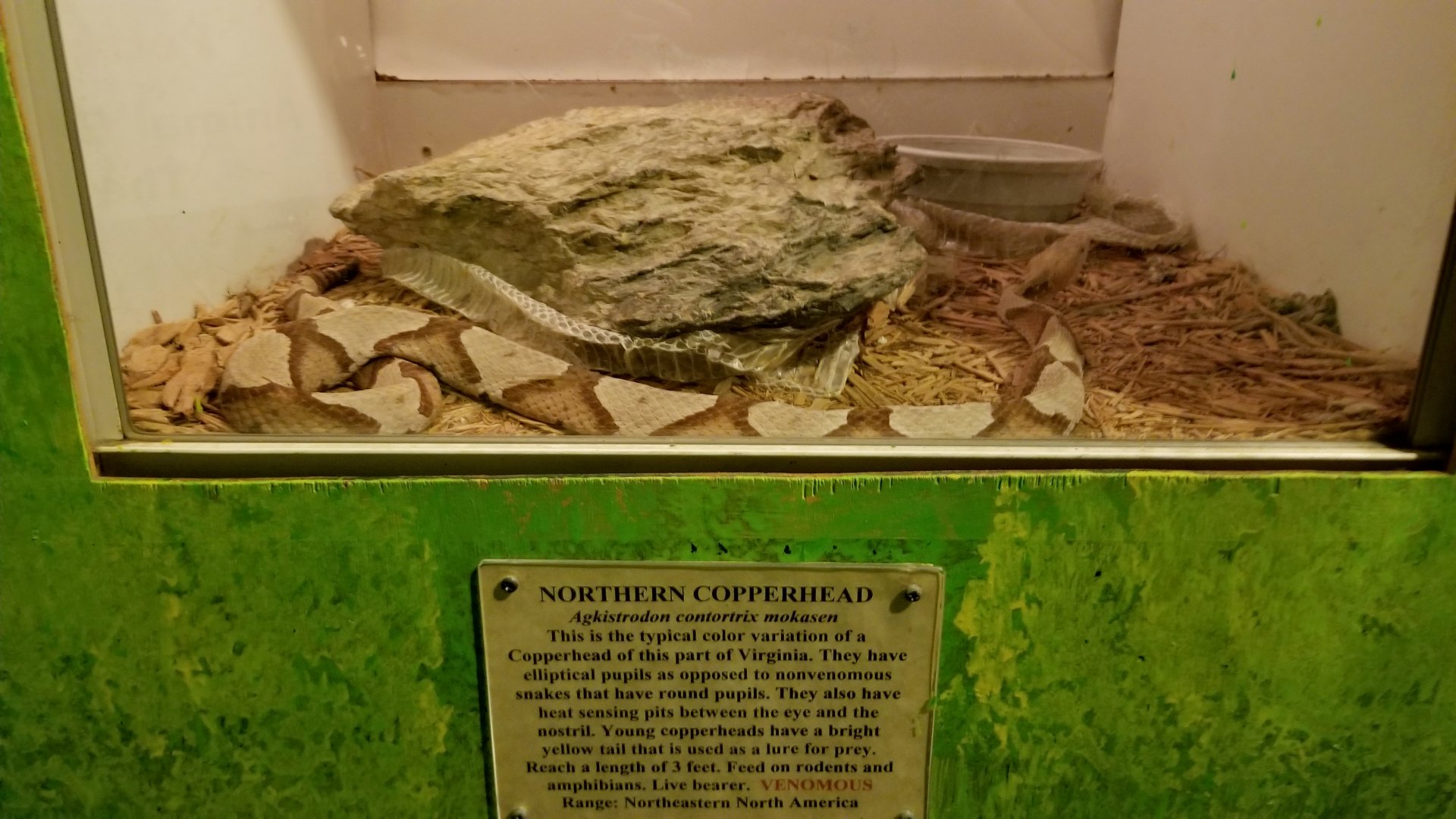 Luray Zoo - Northern copperhead