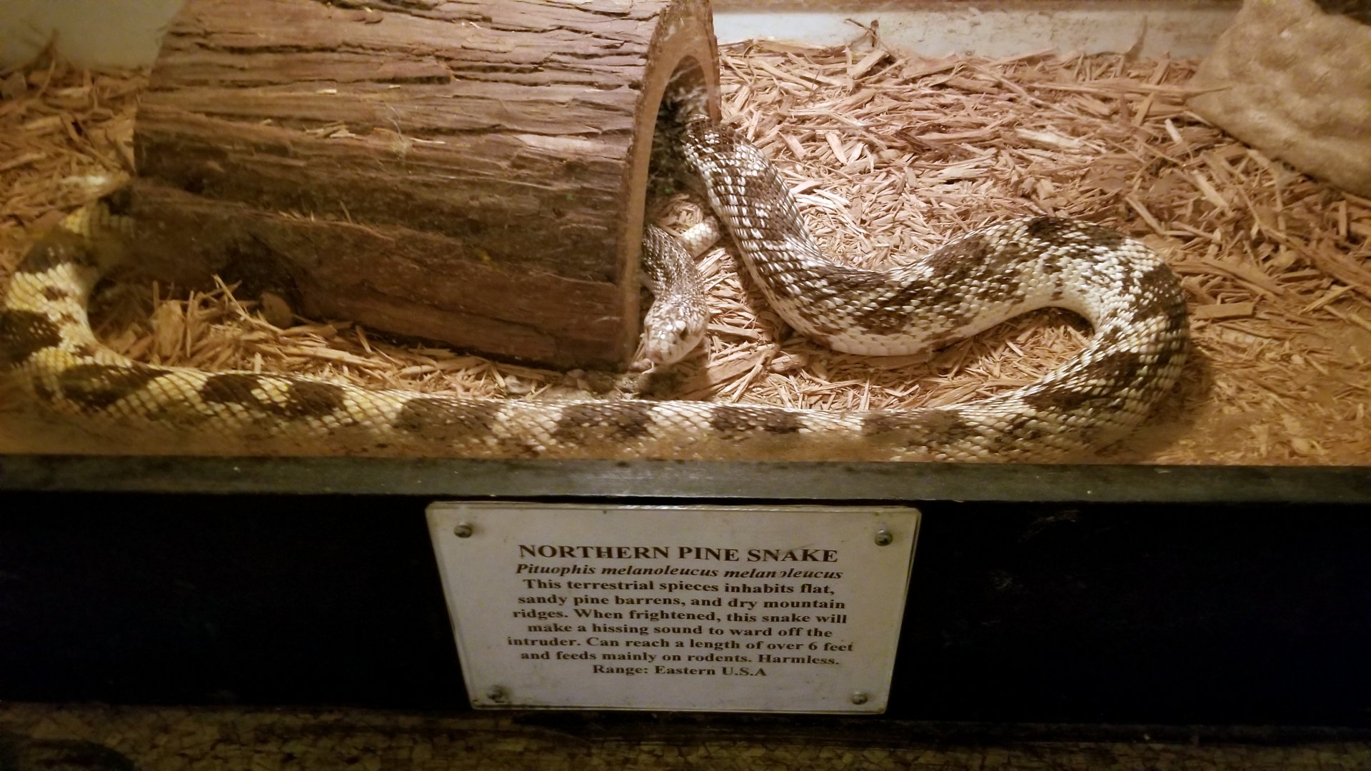 Luray Zoo - Northern pine snake