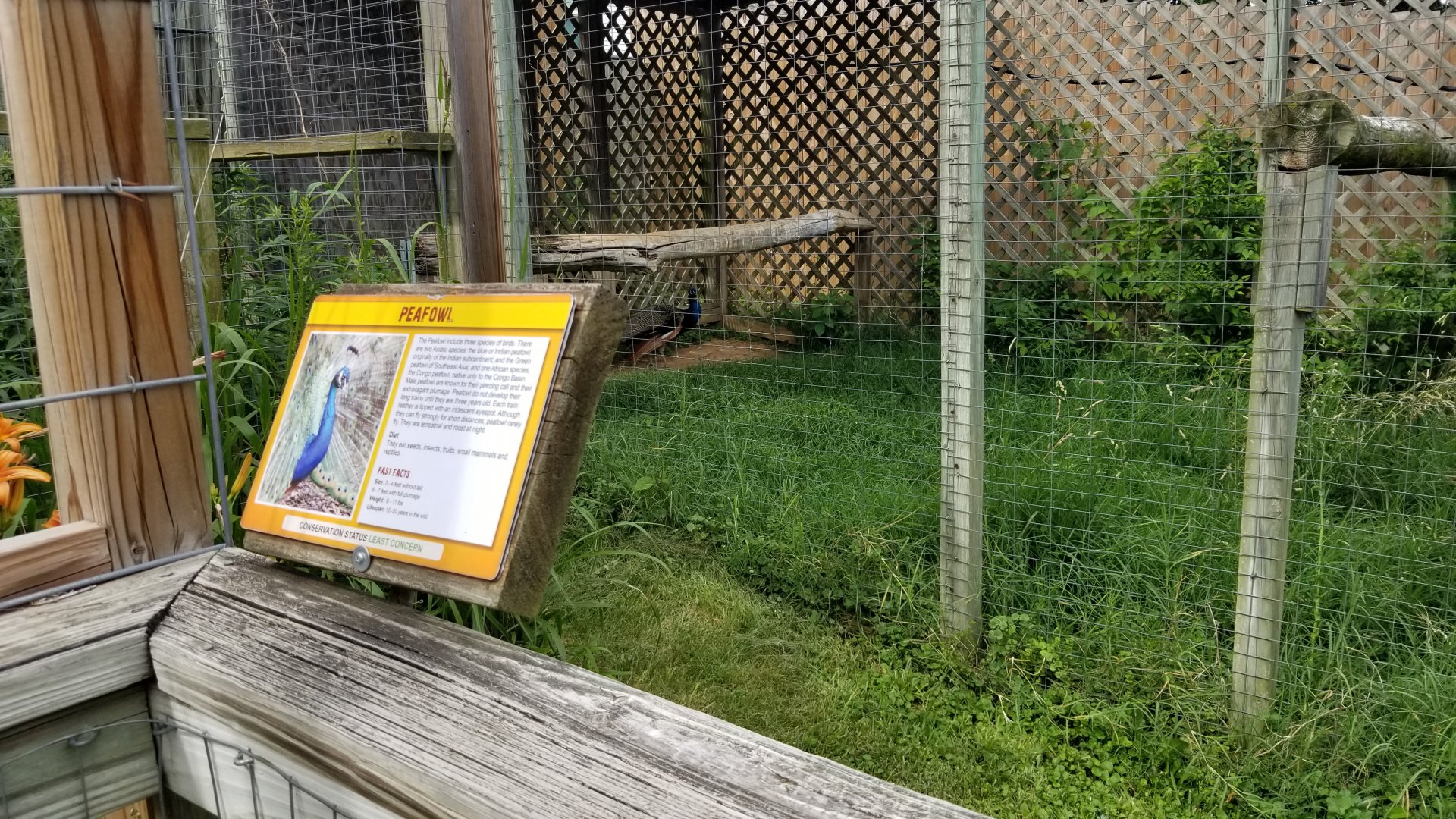 Luray Zoo - Peafowl