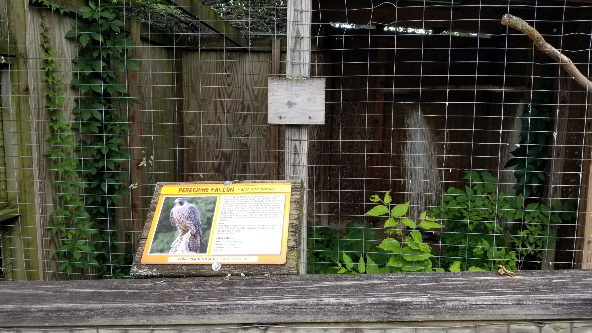 Luray Zoo - Peregrine falcon