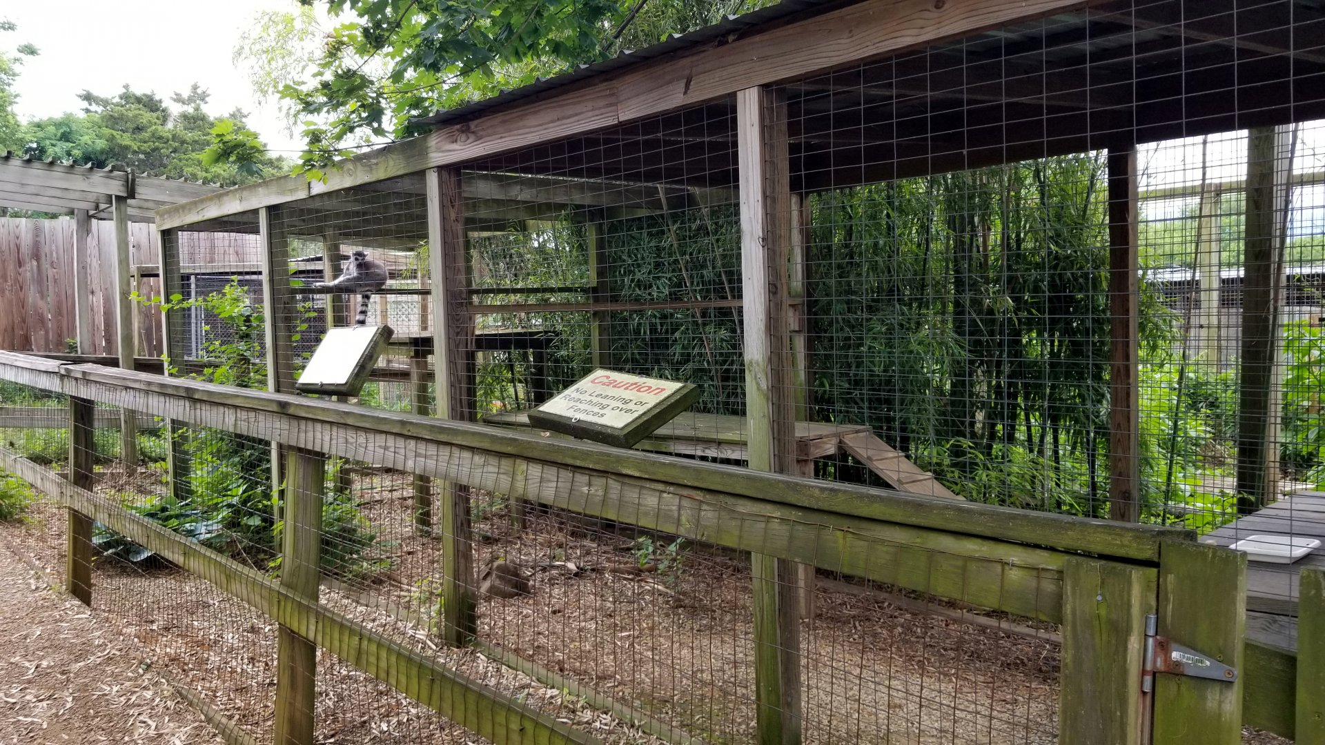 Luray Zoo - Ring-tailed lemurs #1