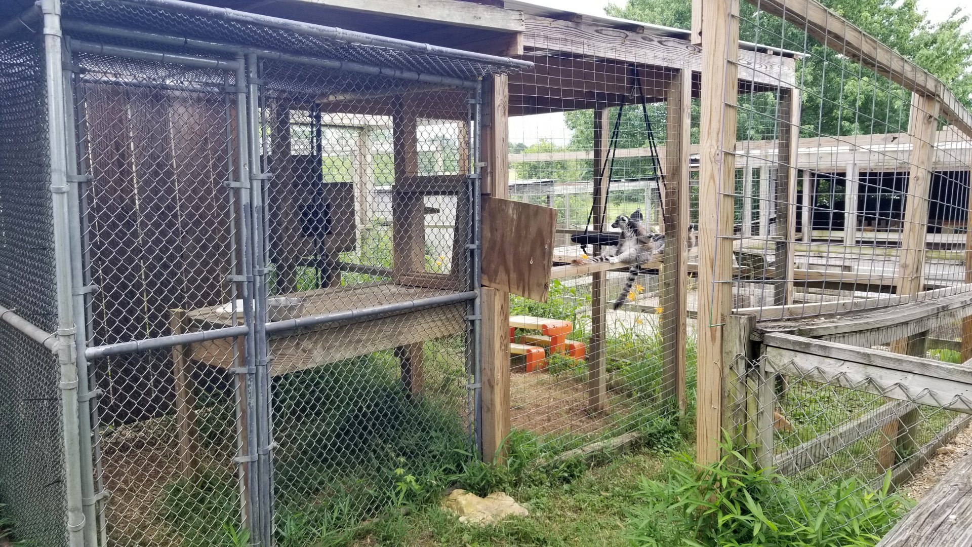 Luray Zoo - Ring-tailed lemurs #2