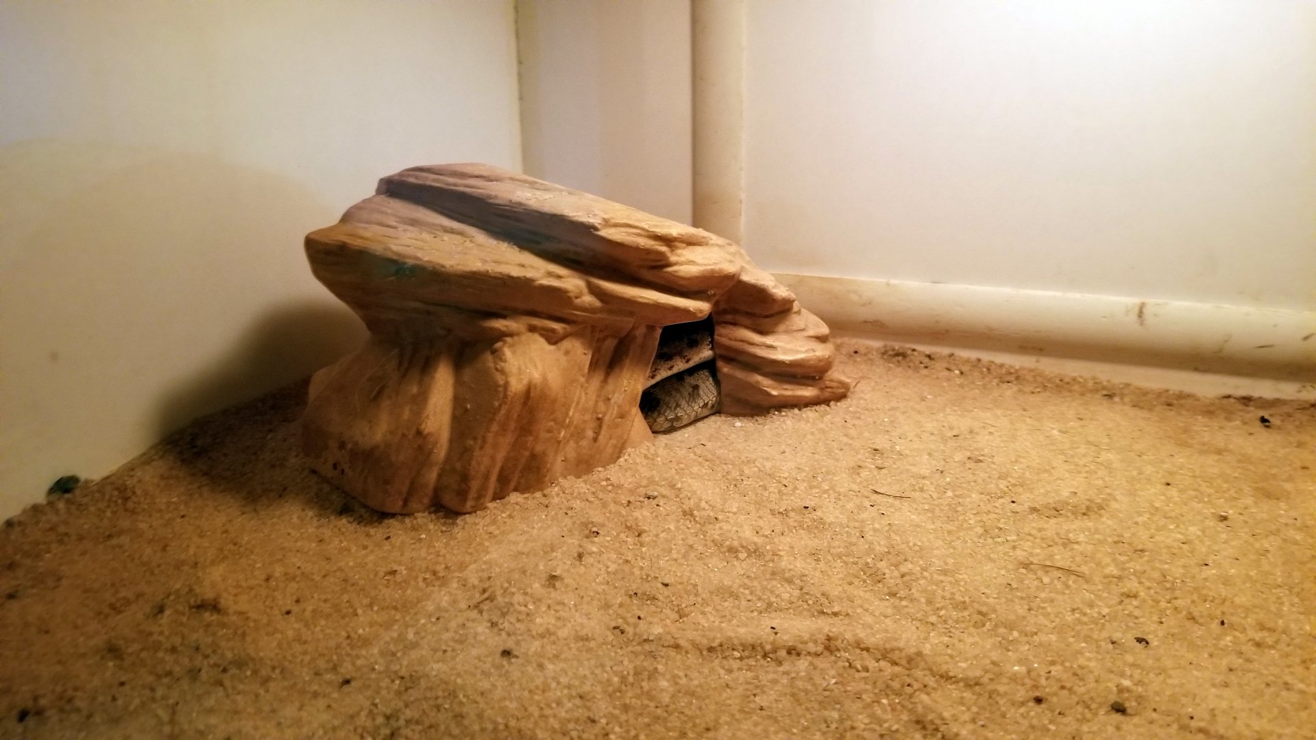 Luray Zoo - Sawscale viper