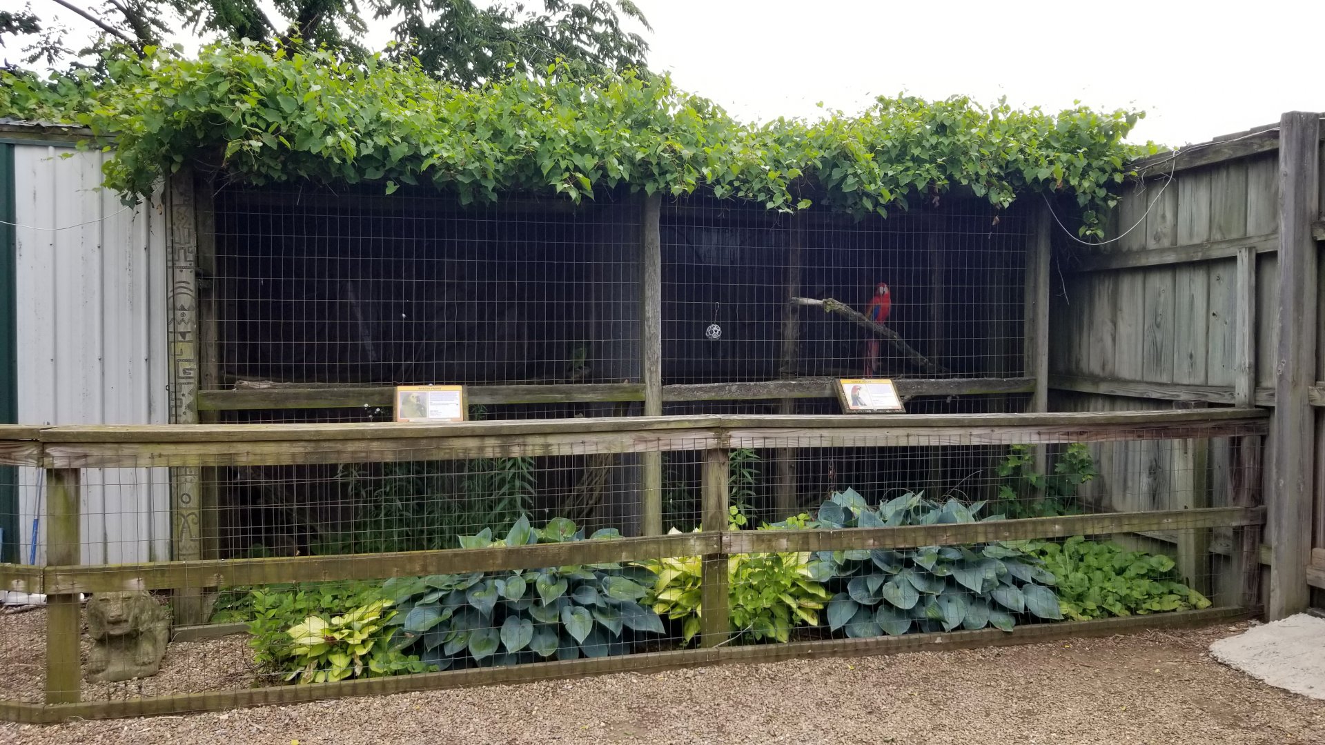 Luray Zoo - Scarlet macaw and amazon parrot