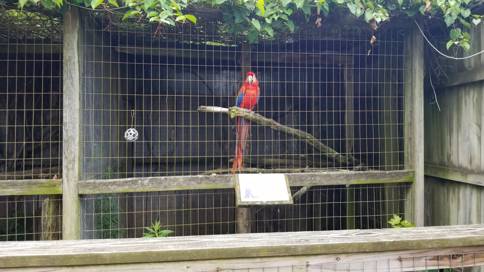 Luray Zoo - Scarlet macaw