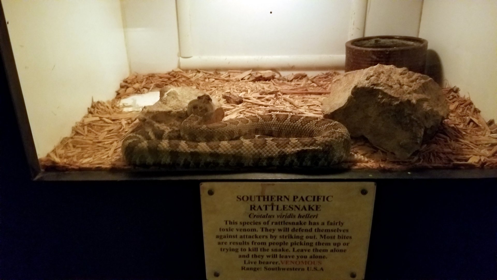 Luray Zoo - Southern pacific rattlesnake