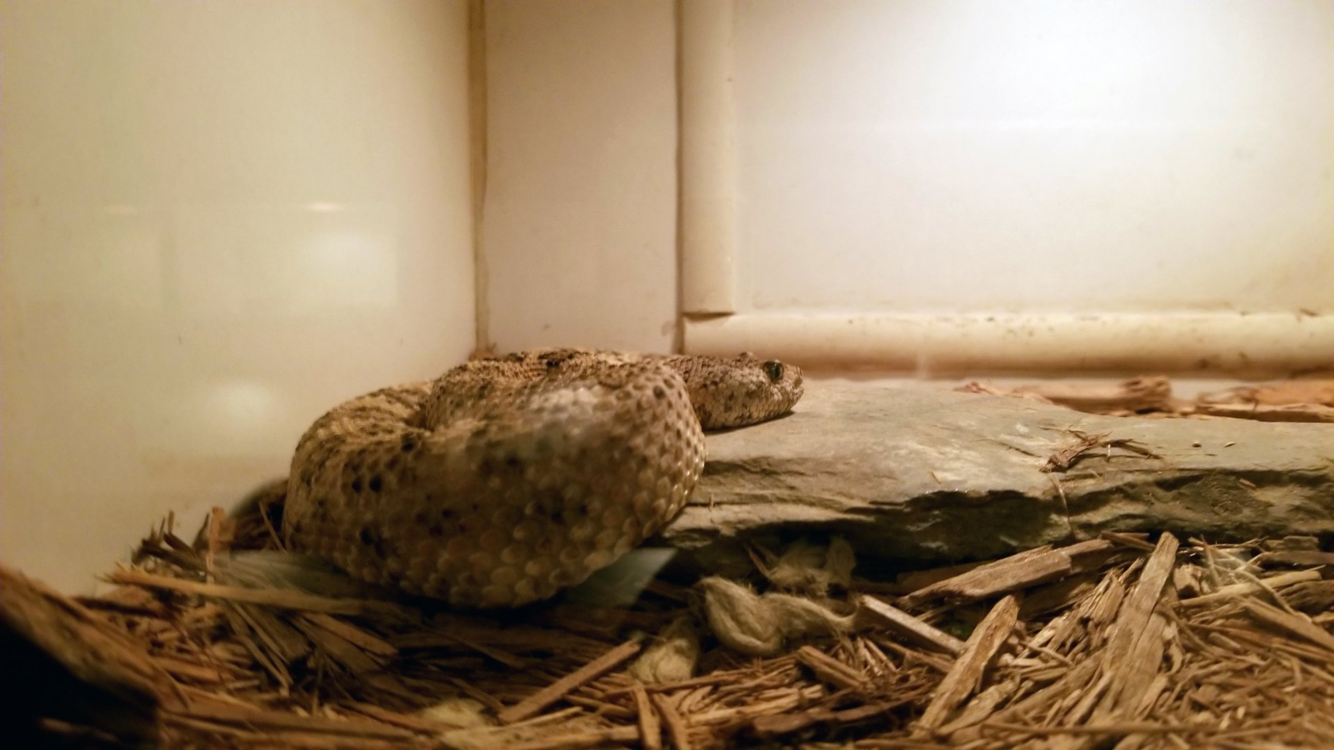 Luray Zoo - Speckled rattlesnake