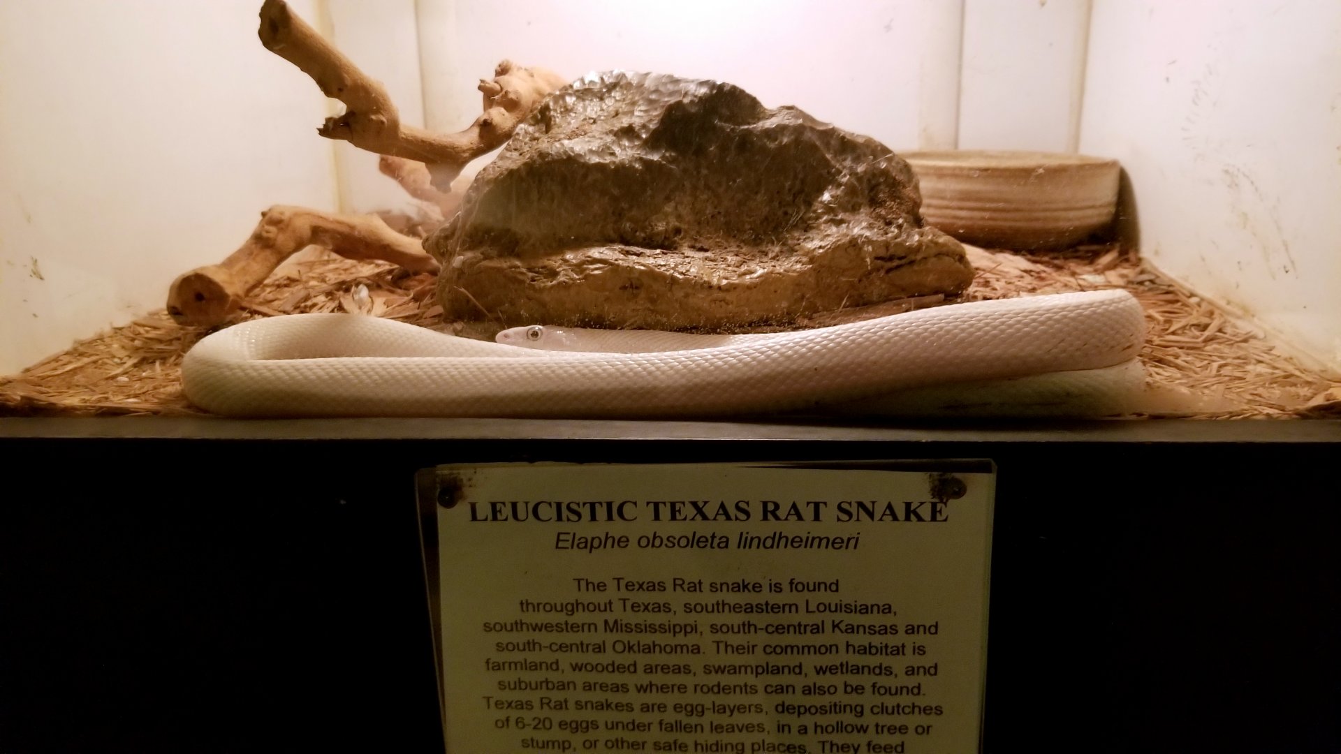 Luray Zoo - Texas rat snake
