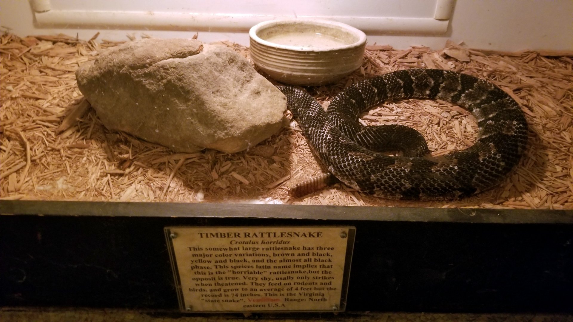 Luray Zoo - Timber rattlesnake