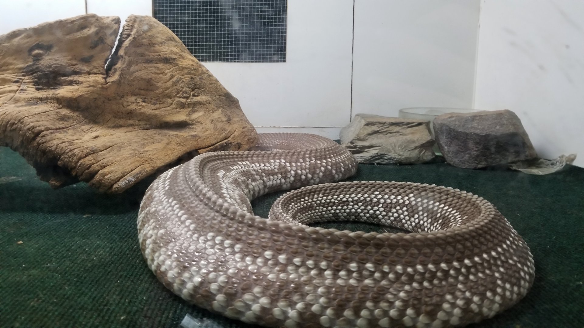 Luray Zoo - Venezuelan rattlesnake