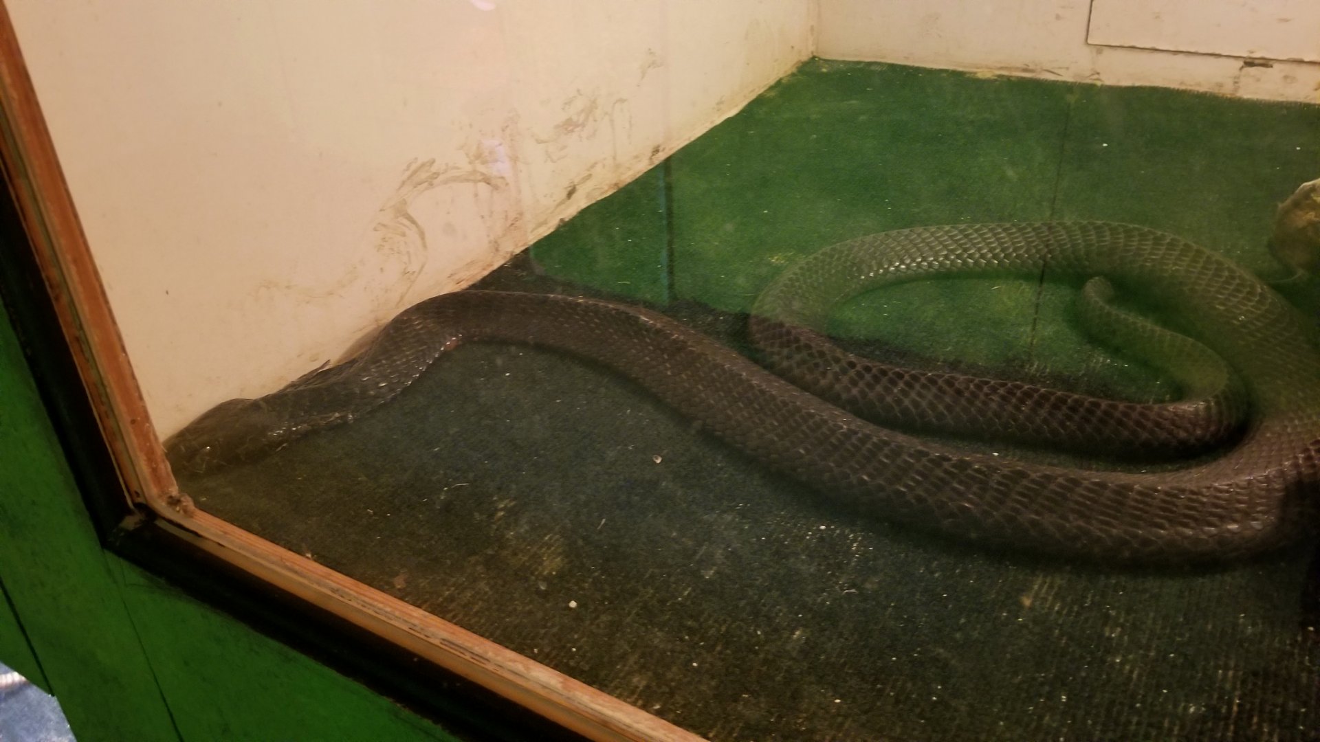 Luray Zoo - West african black-neck spitting cobra