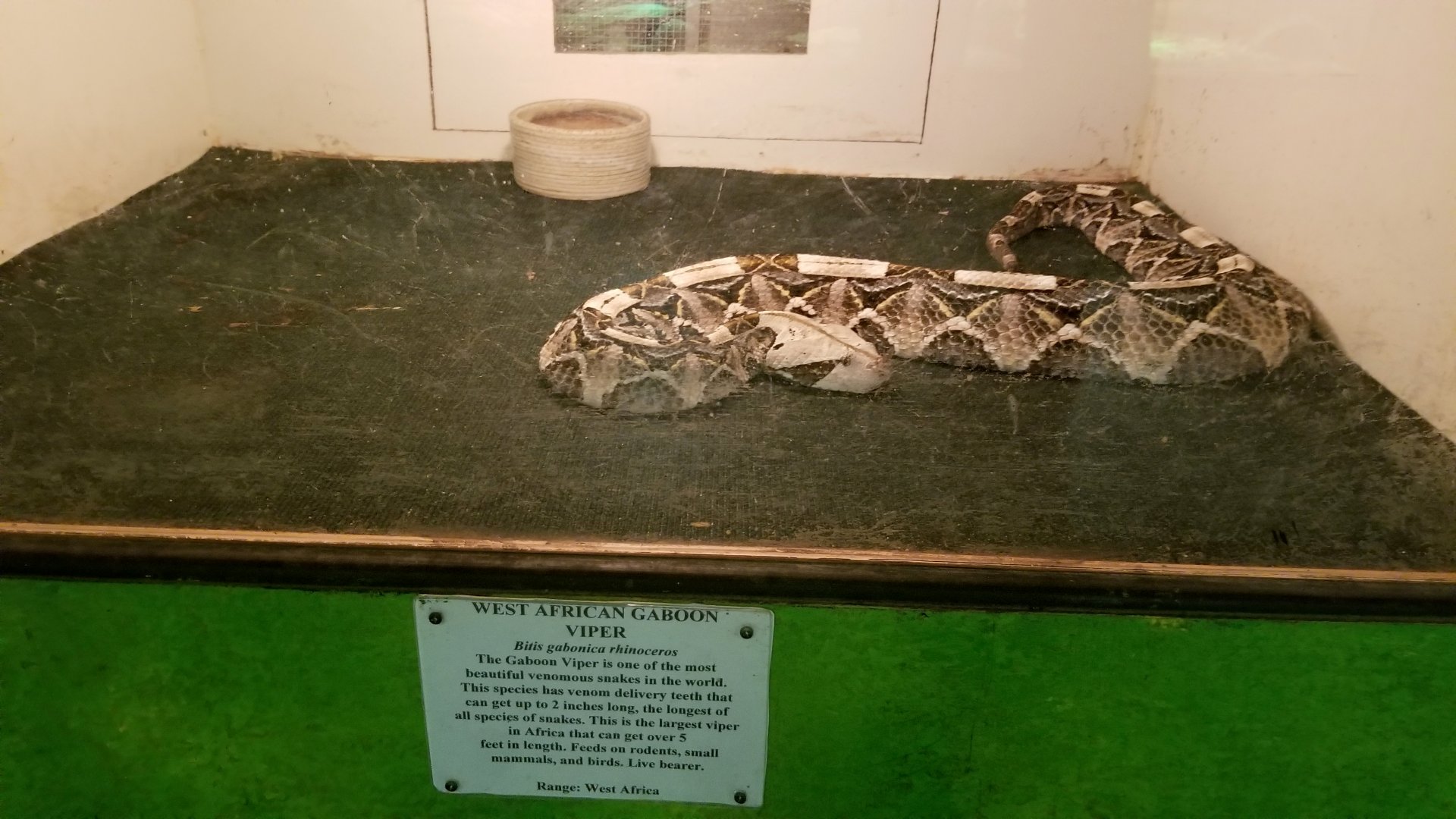 Luray Zoo - West african gaboon viper