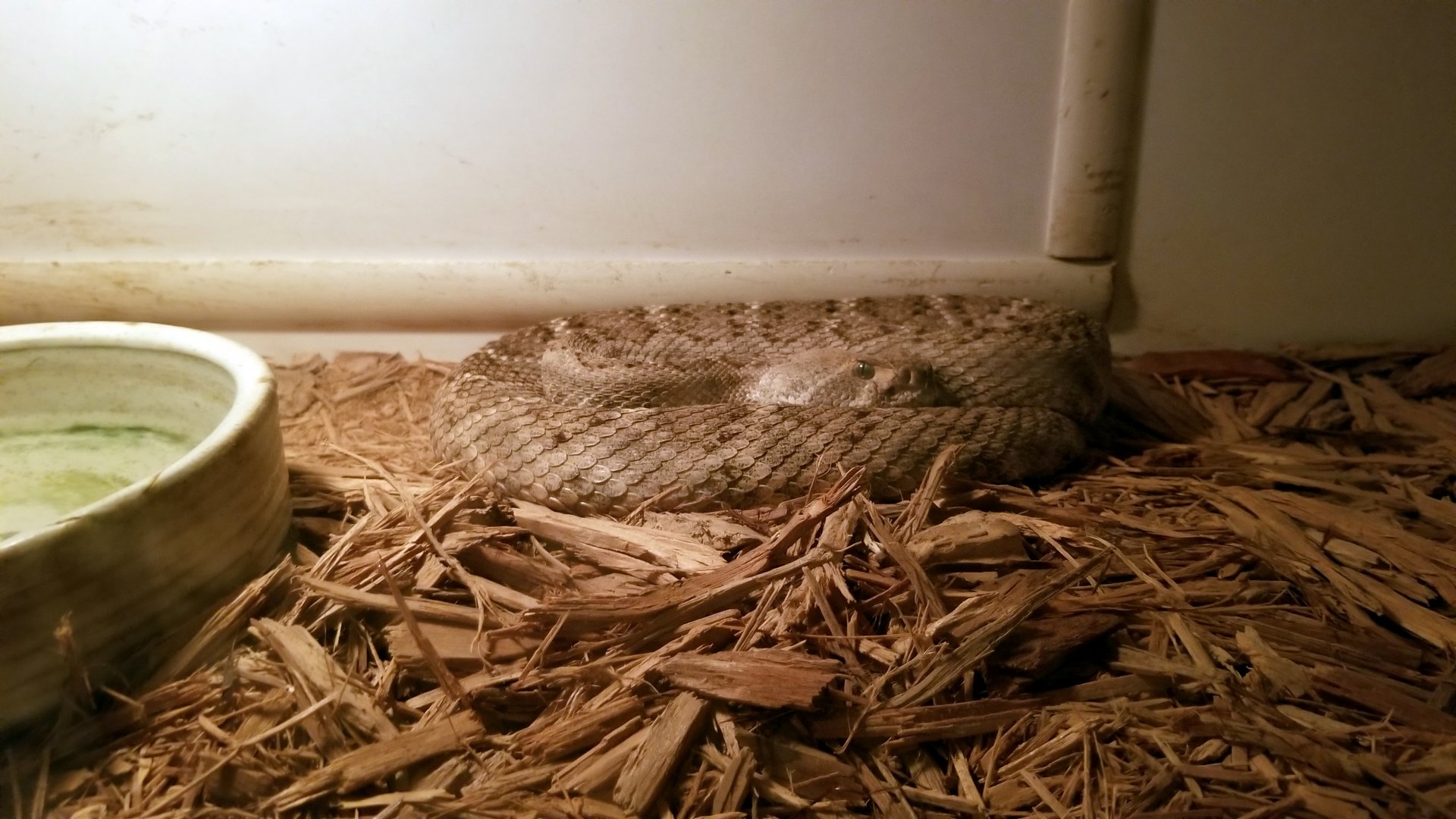 Luray Zoo - Western diamondback