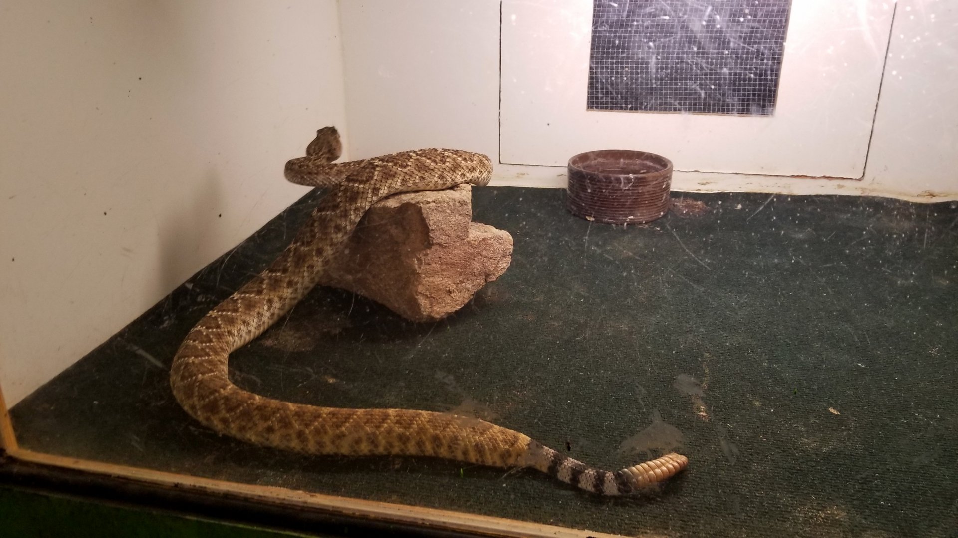Luray Zoo - Western diamondback