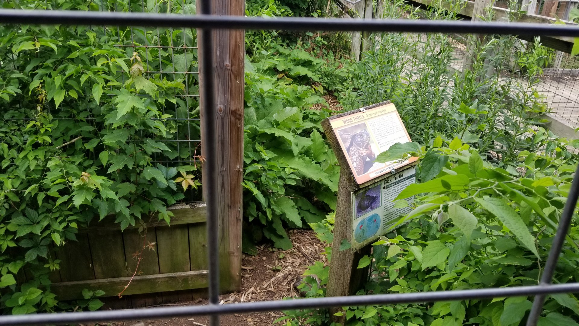 Luray Zoo - Wood turtle and box turtle