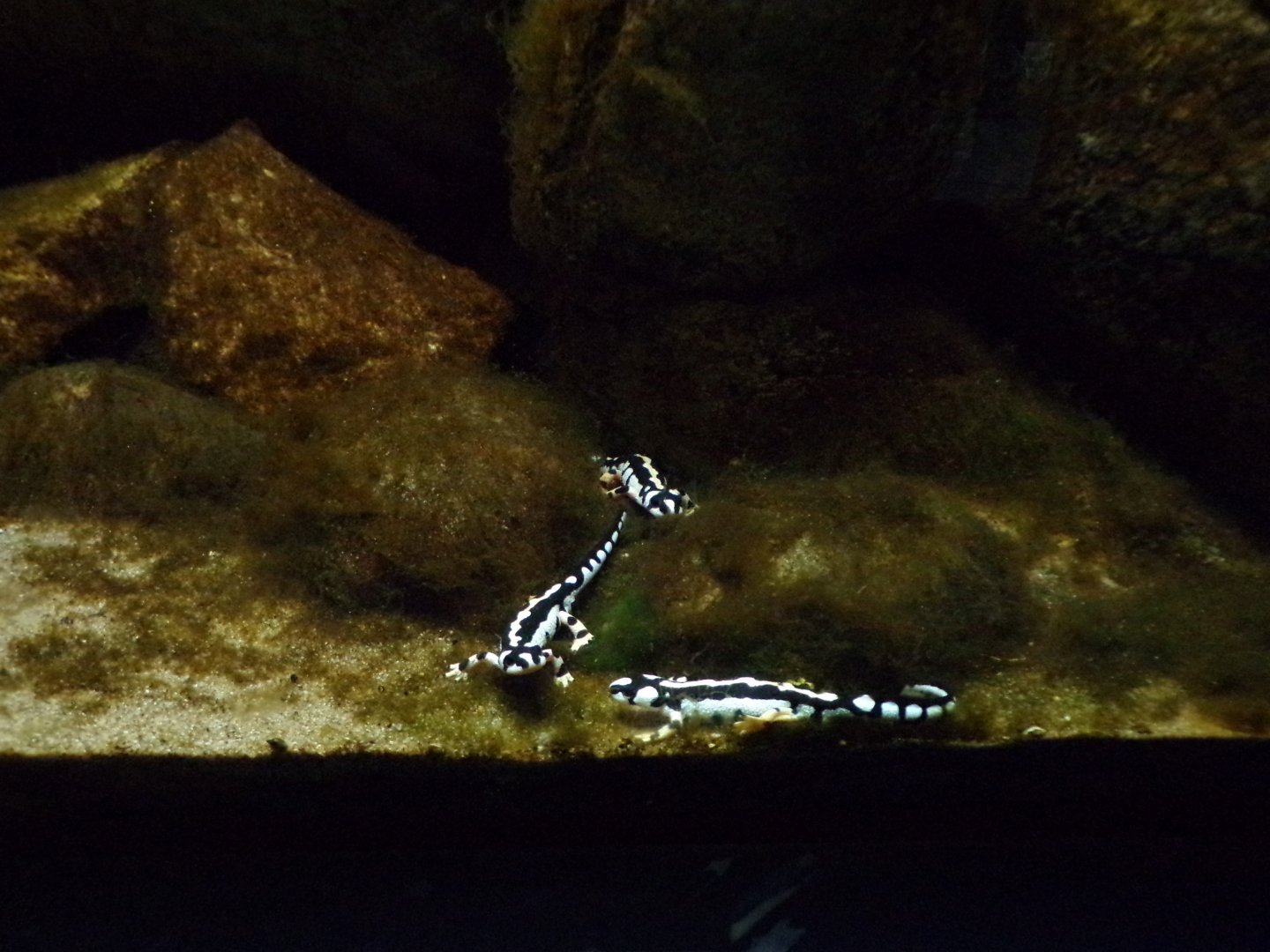 Luristan newt 11.2.25