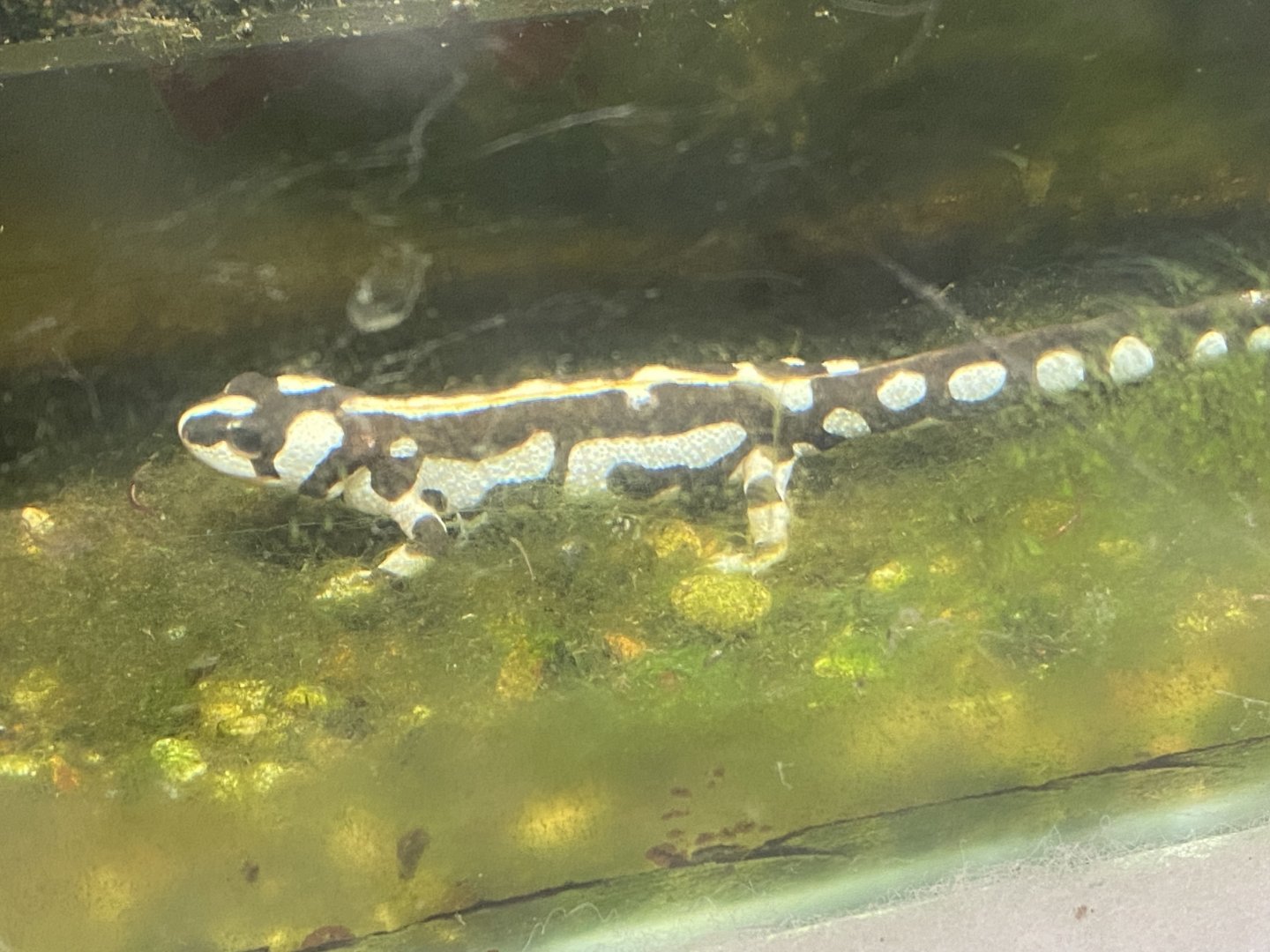 Luristan newt 111224