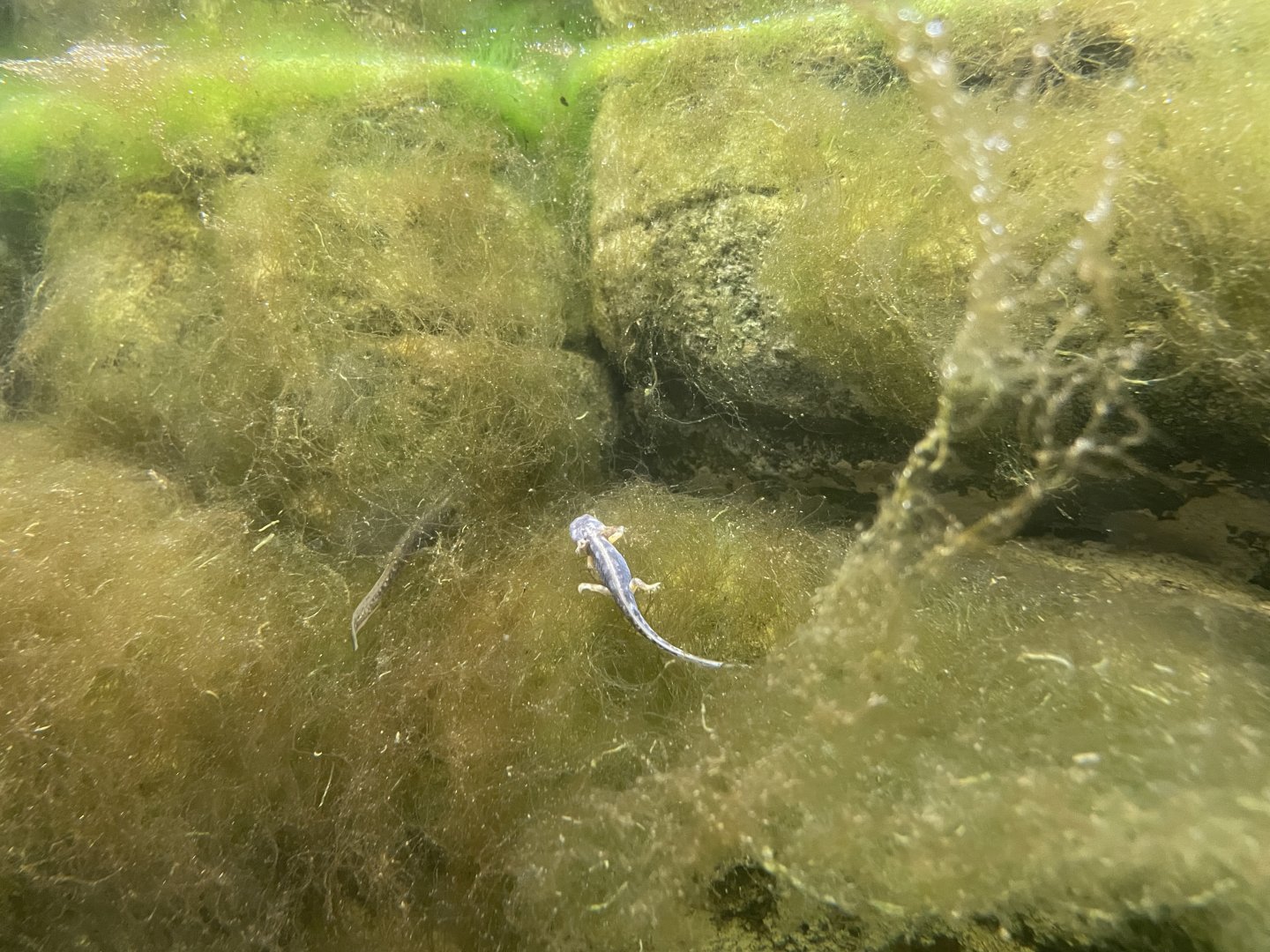 Luristan Newt Larvae, Neurergus kaiseri