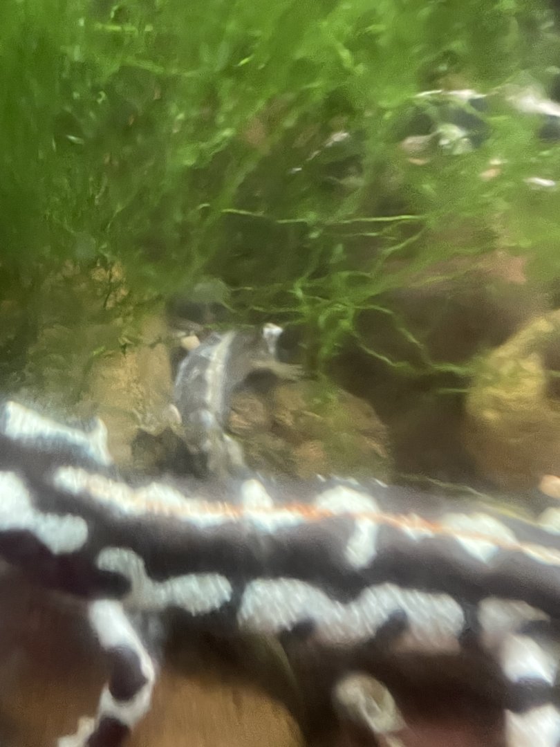 Luristan newt (Neurergus kaiseri)