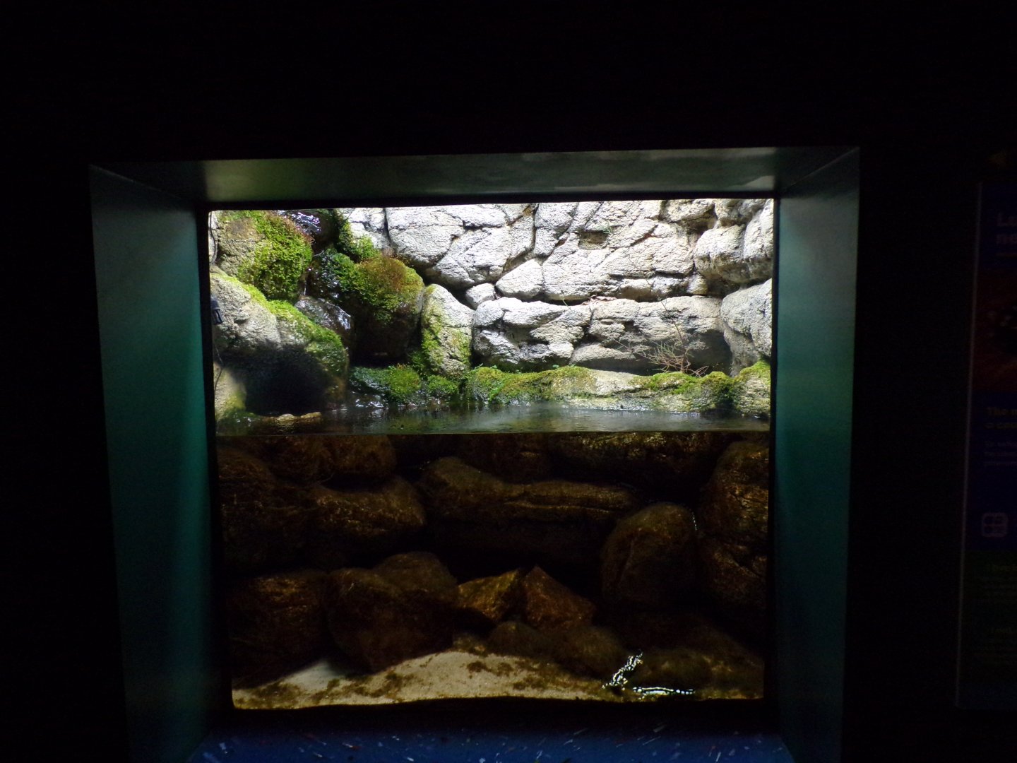 Luristan newt tank 11.2.25