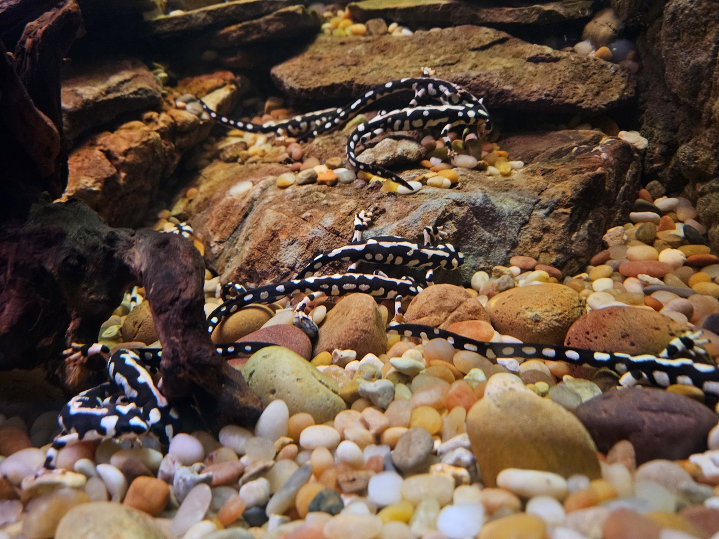 Luristan Newts