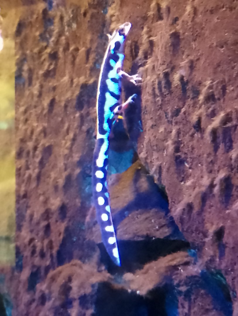 Luristan spotted newt