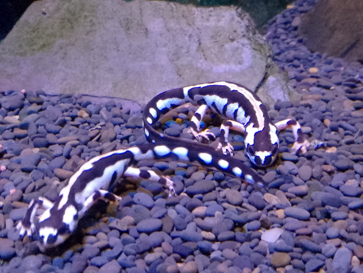 Luristan spotted newts