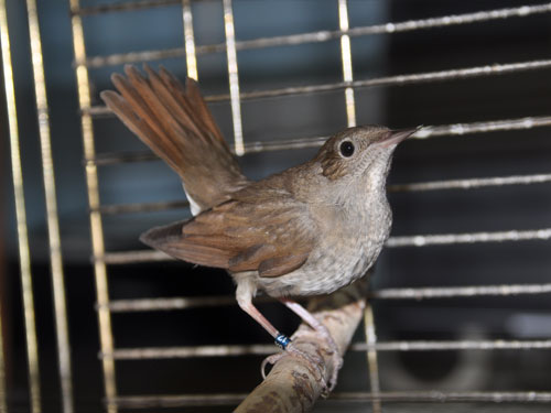 Luscinia luscinia / Thrush nightingale at Kyiv Zoo.
