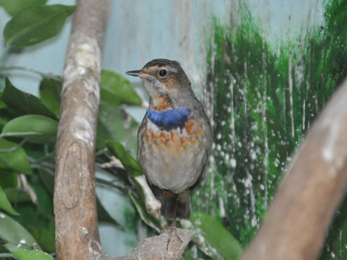 Luscinia svecicus kobdensis / Bluethroat at Shanghai Zoo