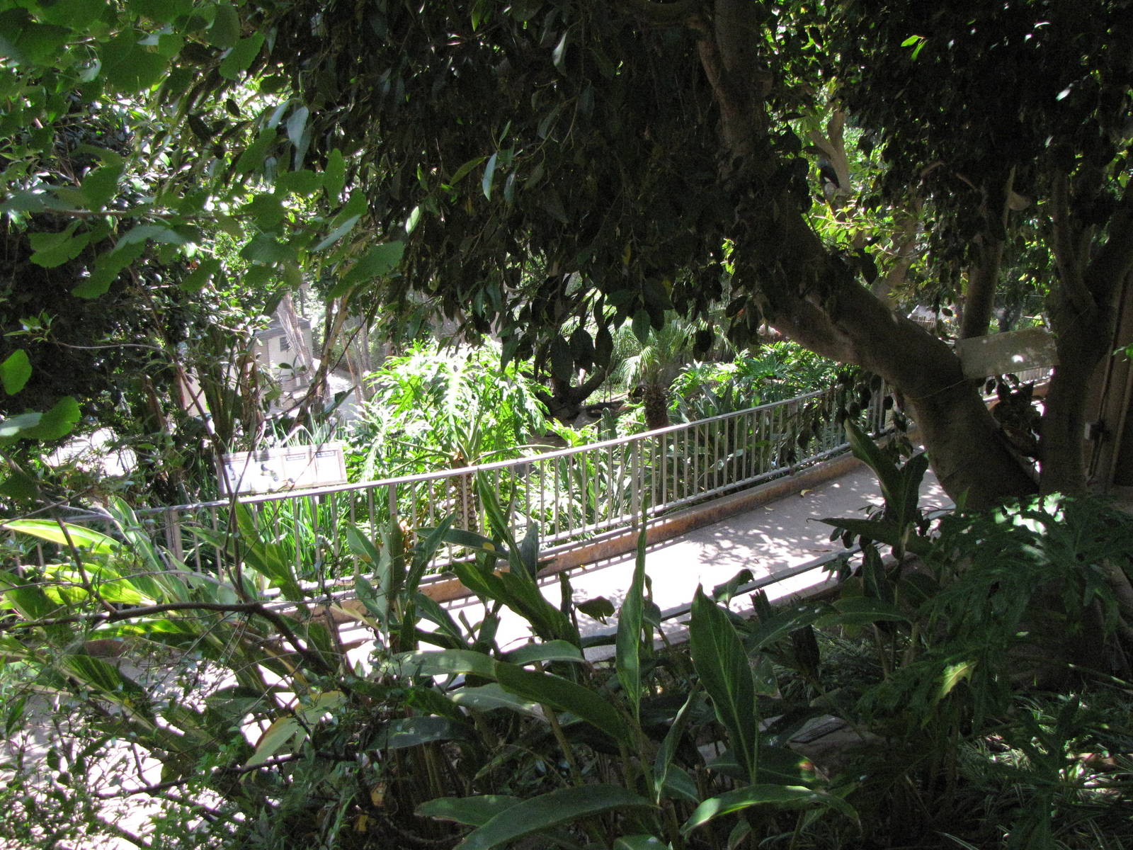Lush Aviary Walkway