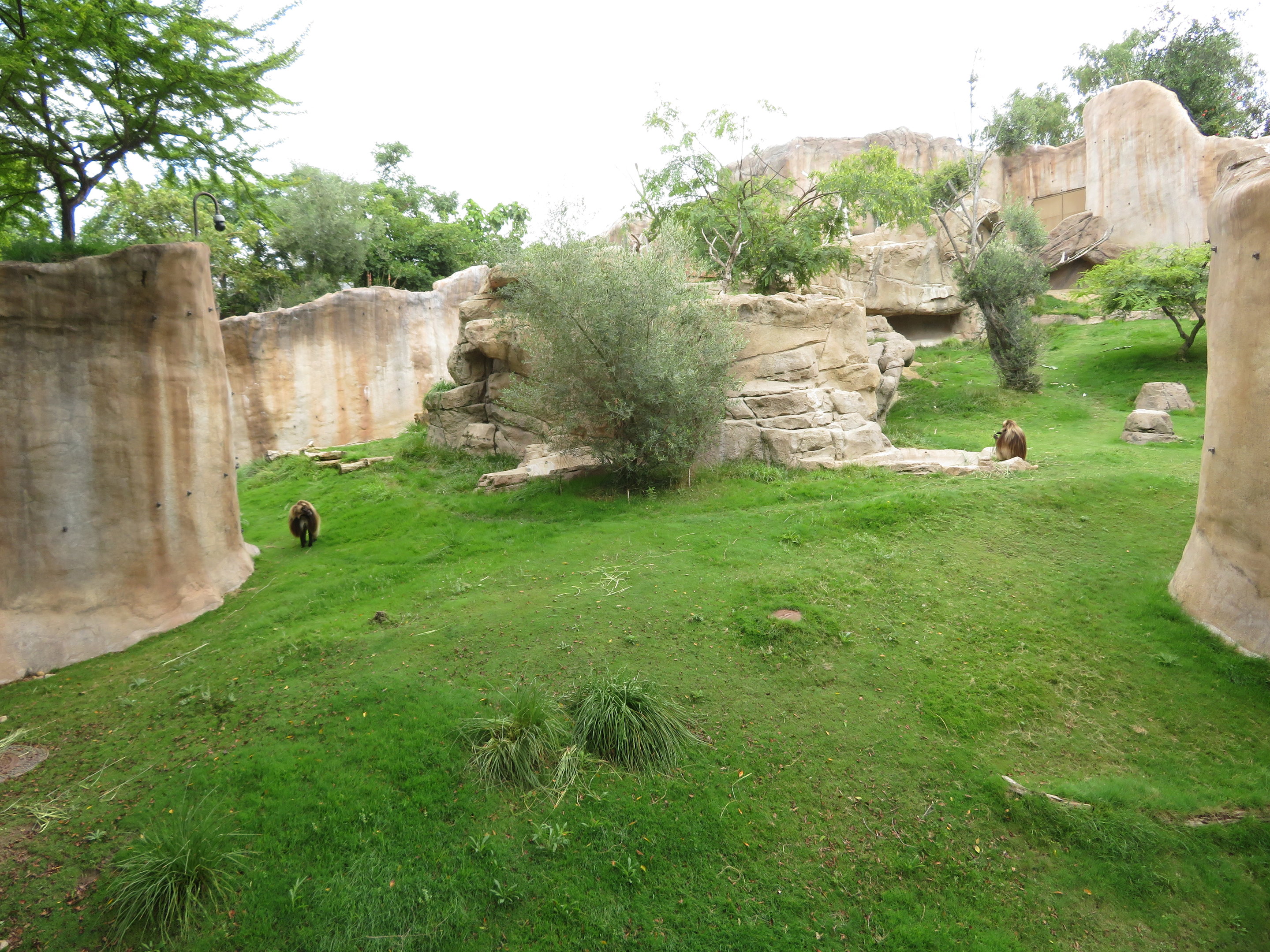 Lush Gelada Exhibit