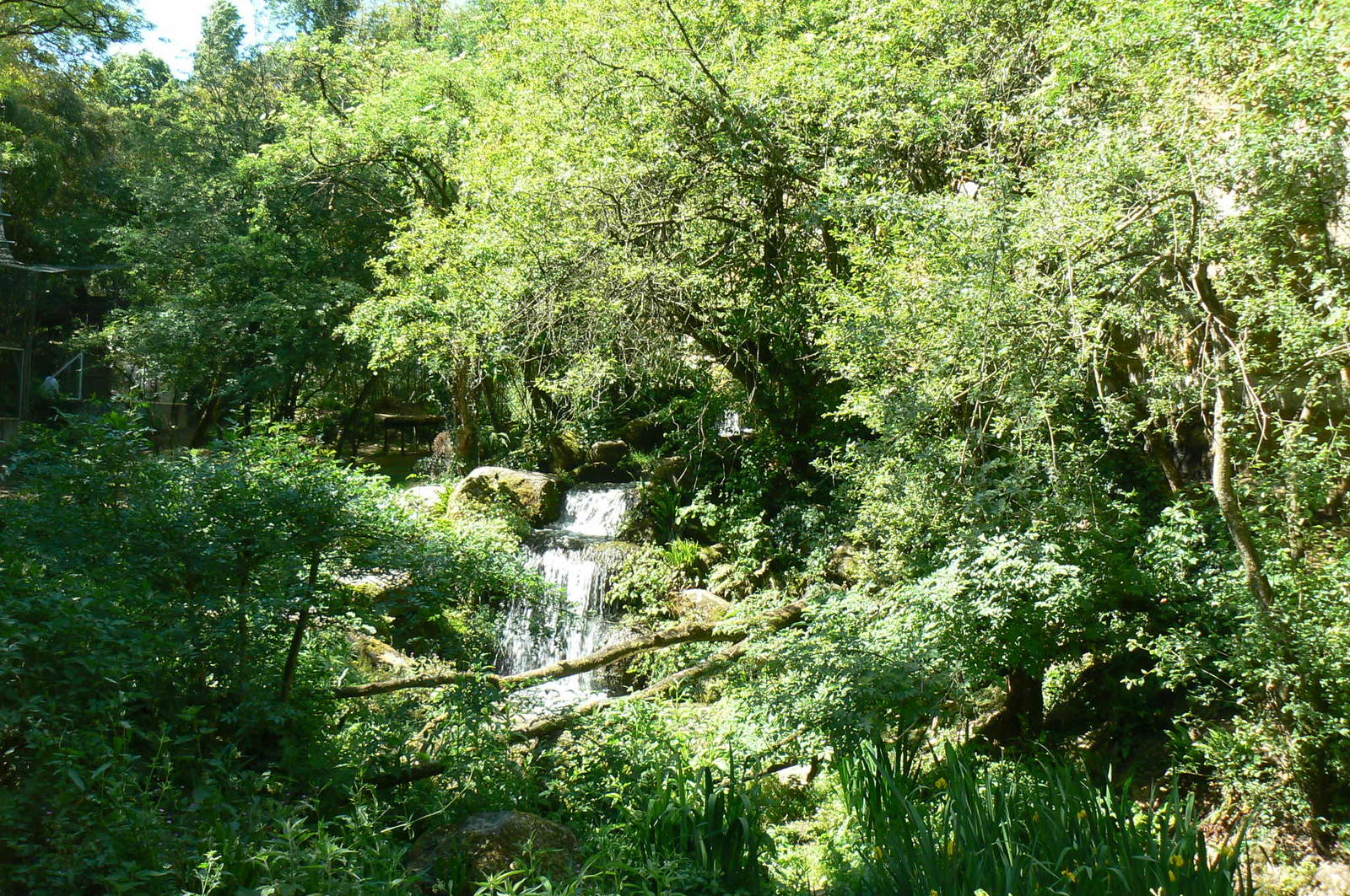 Lush sri lankan leopard exhibit