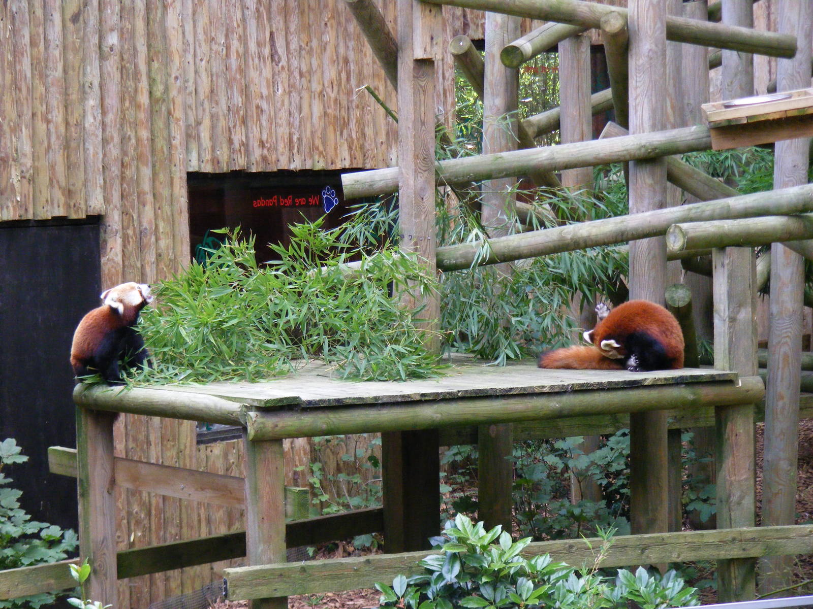 Lushan and An An the red pandas at Colchester Zoo, 17 September 2010