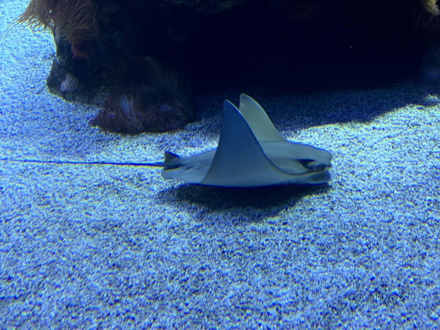 Lusitanian cownose ray