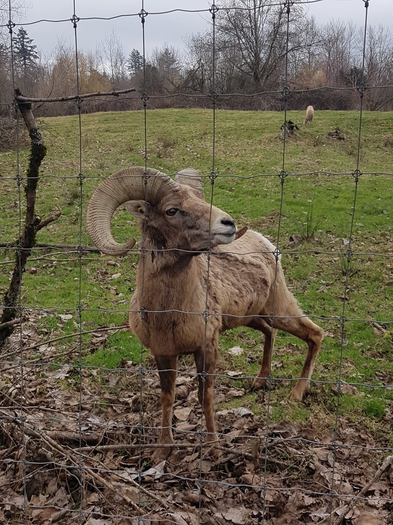 Lutin (Bighorn Sheep)