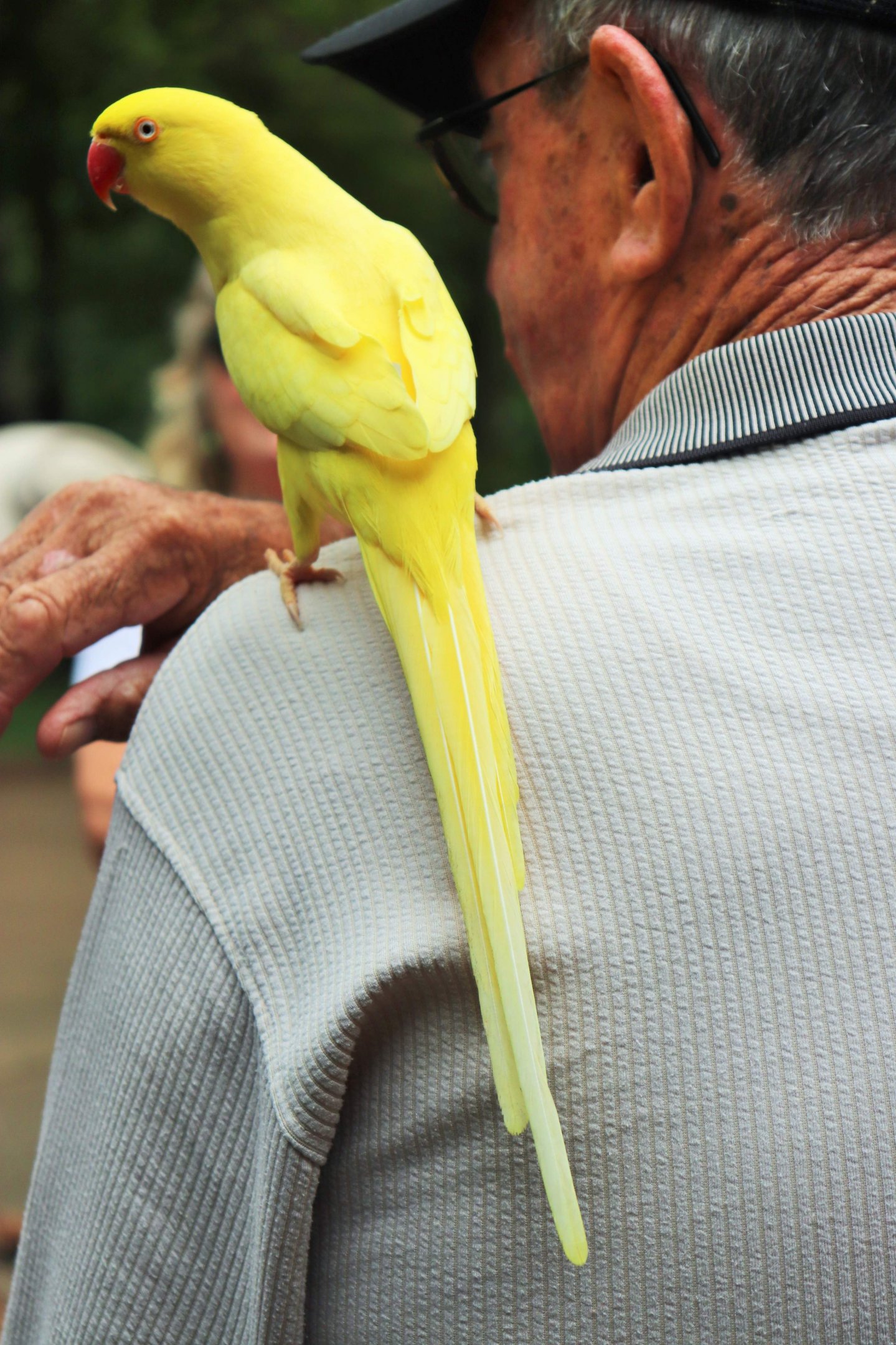 Lutino Indian Ringneck Parrot (Psittacula krameri)