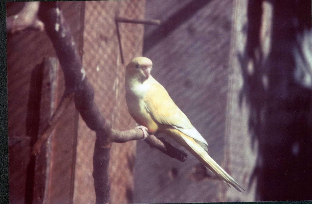 Lutino Lesser Patagonian Conure, Chester Zoo