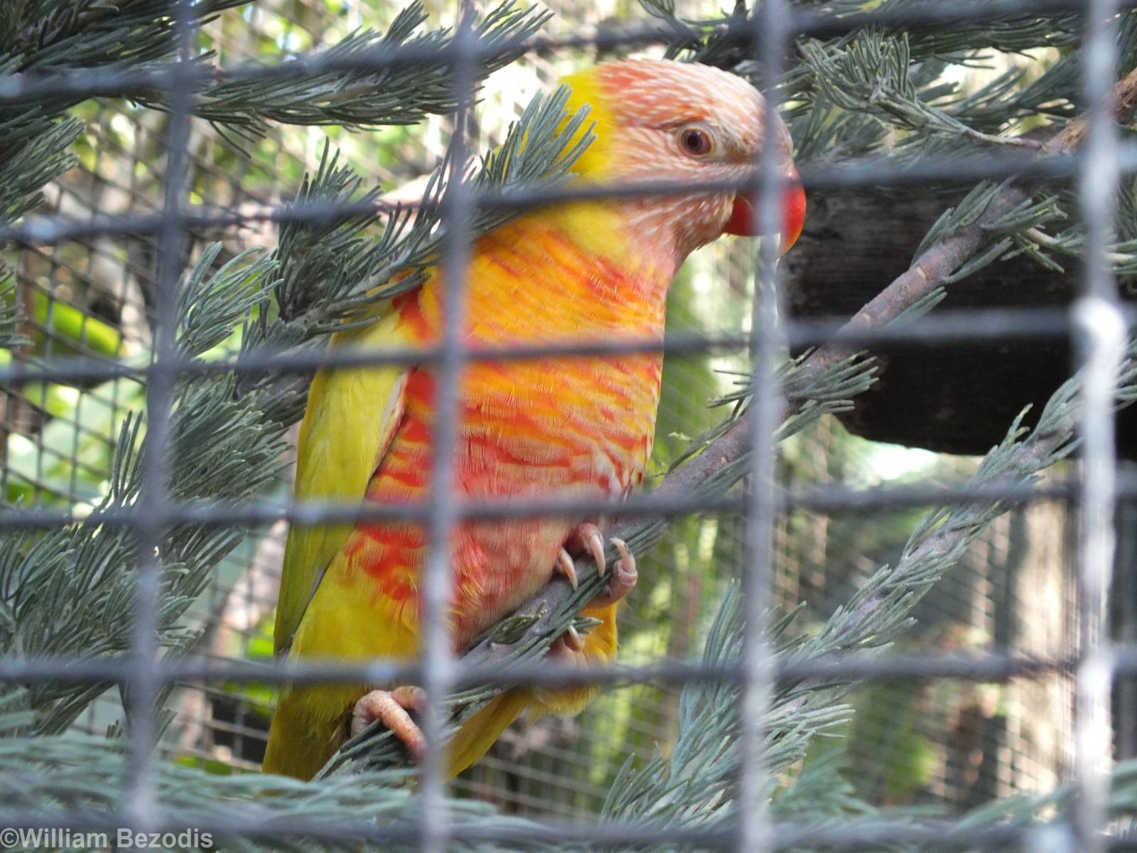 Lutino Morph Rainbow Lorikeet