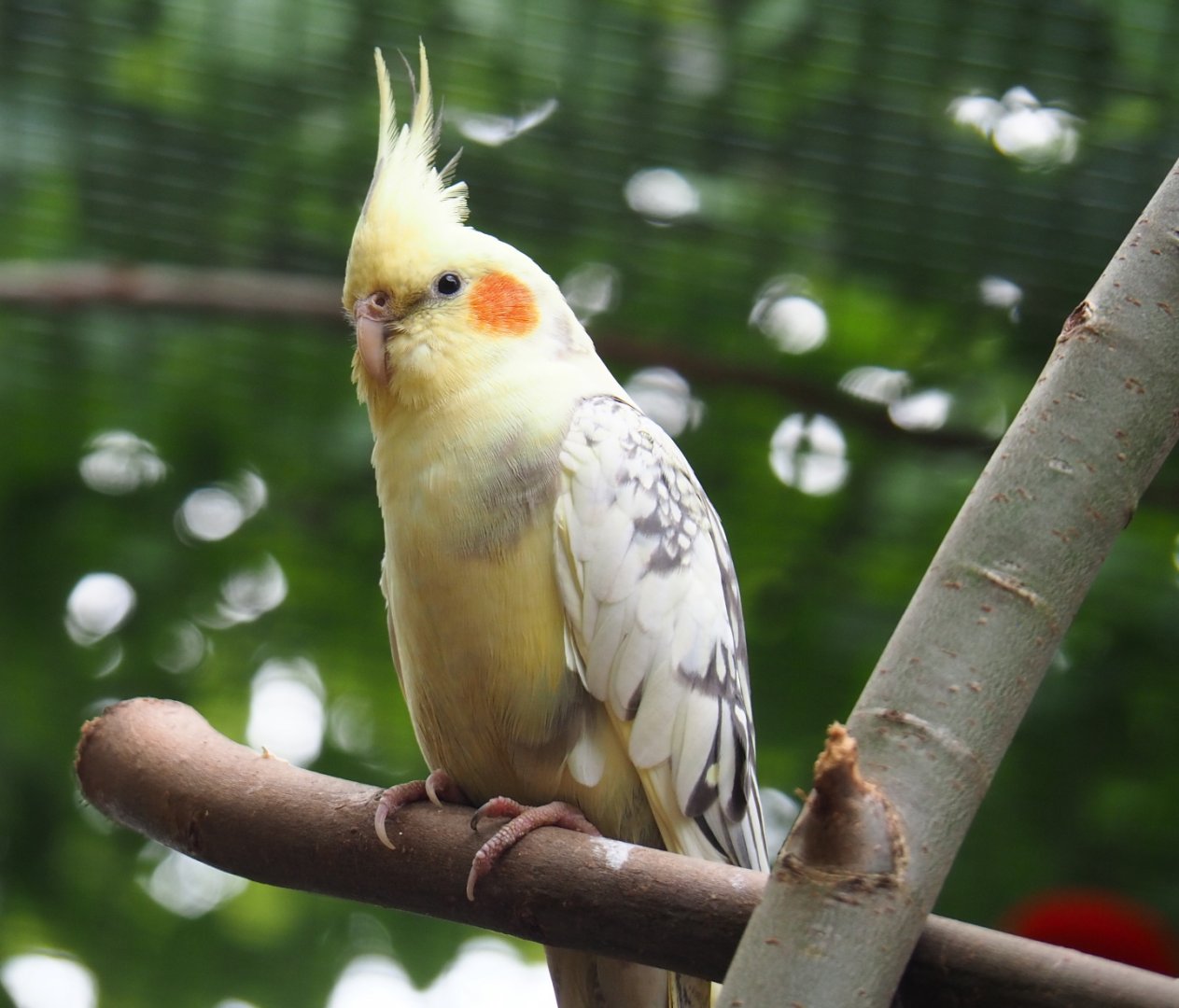 Lutino pearl pied cockatiel (Nymphicus hollandicus), 2019-05-25