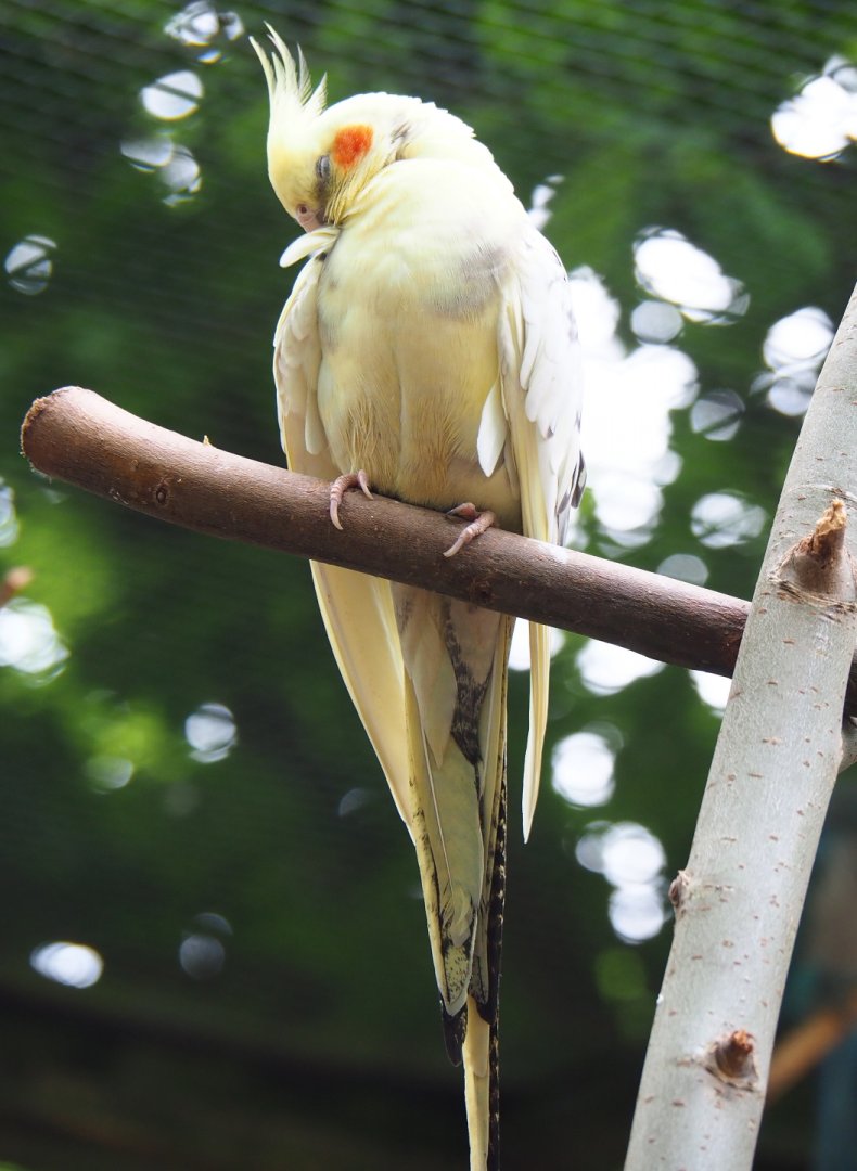 Lutino pied cockatiel (Nymphicus hollandicus), 2019-05-25
