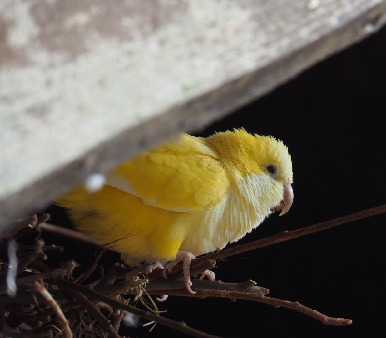 Lutino Quaker parrot (Myiopsitta monachus), 2019-05-25