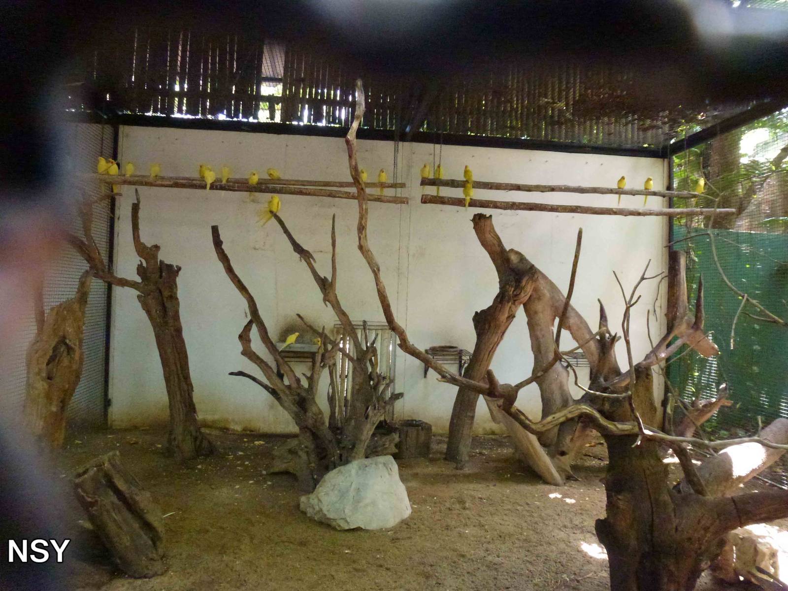 Lutino rose-ringed parakeet enclosure, June 2013.