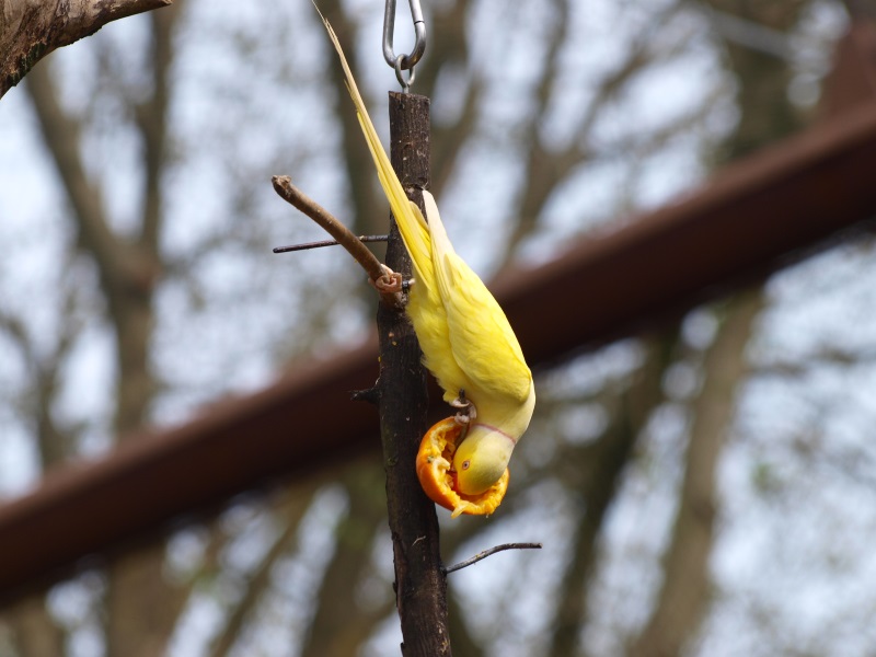Lutino rose-ringed parakeet feeding (May 2nd, 2015)