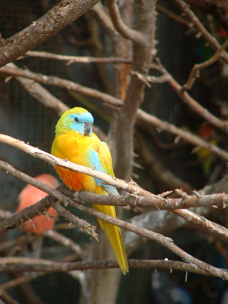 Lutino Turquoisine Parrot - Earnley Butterflies, Birds and Beasts - Nr Chic