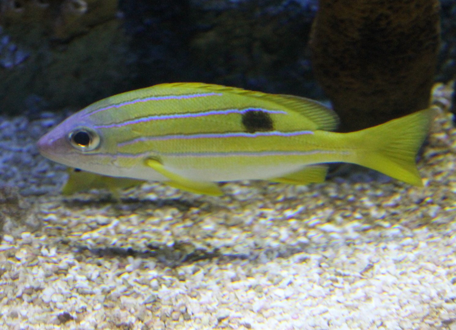 Lutjanus bengalensis