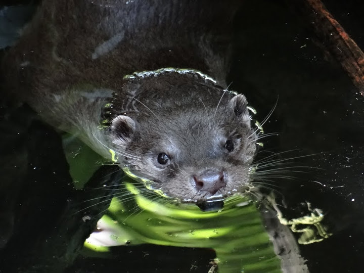 Lutra lutra