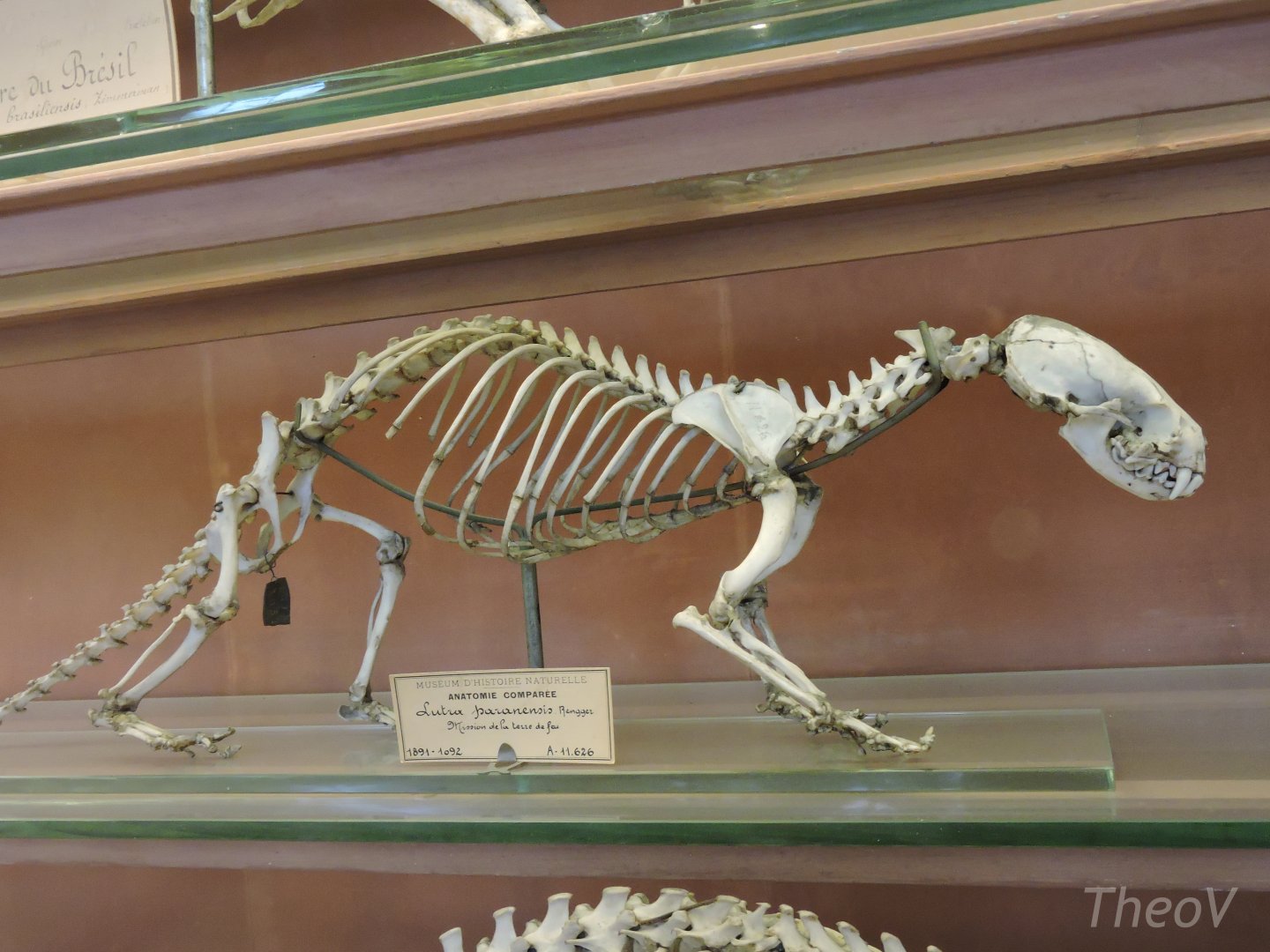 Lutra paranensis [2015]