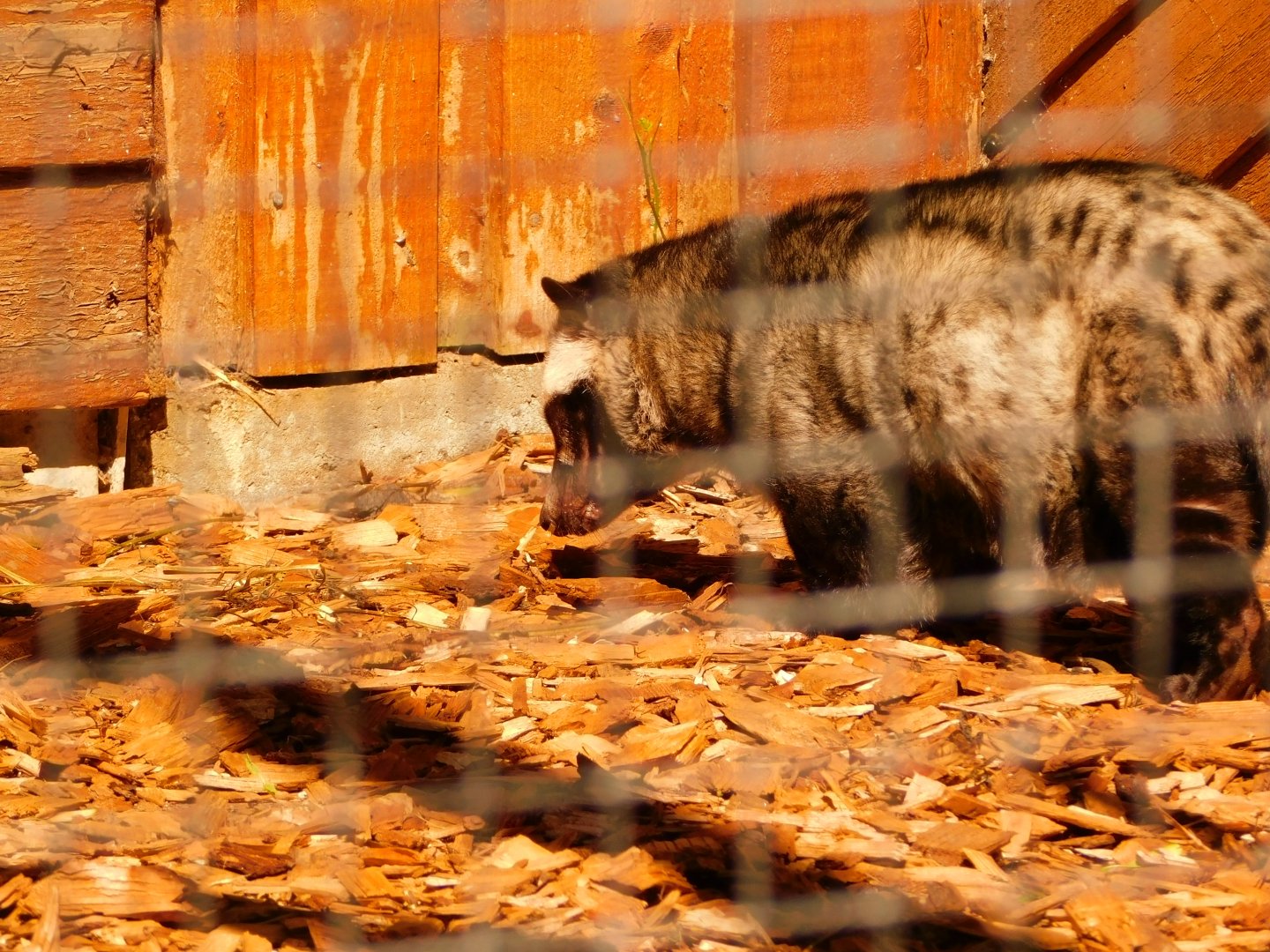 Luwak / Asian Palm Civet (Paradoxurus hermaphroditus)