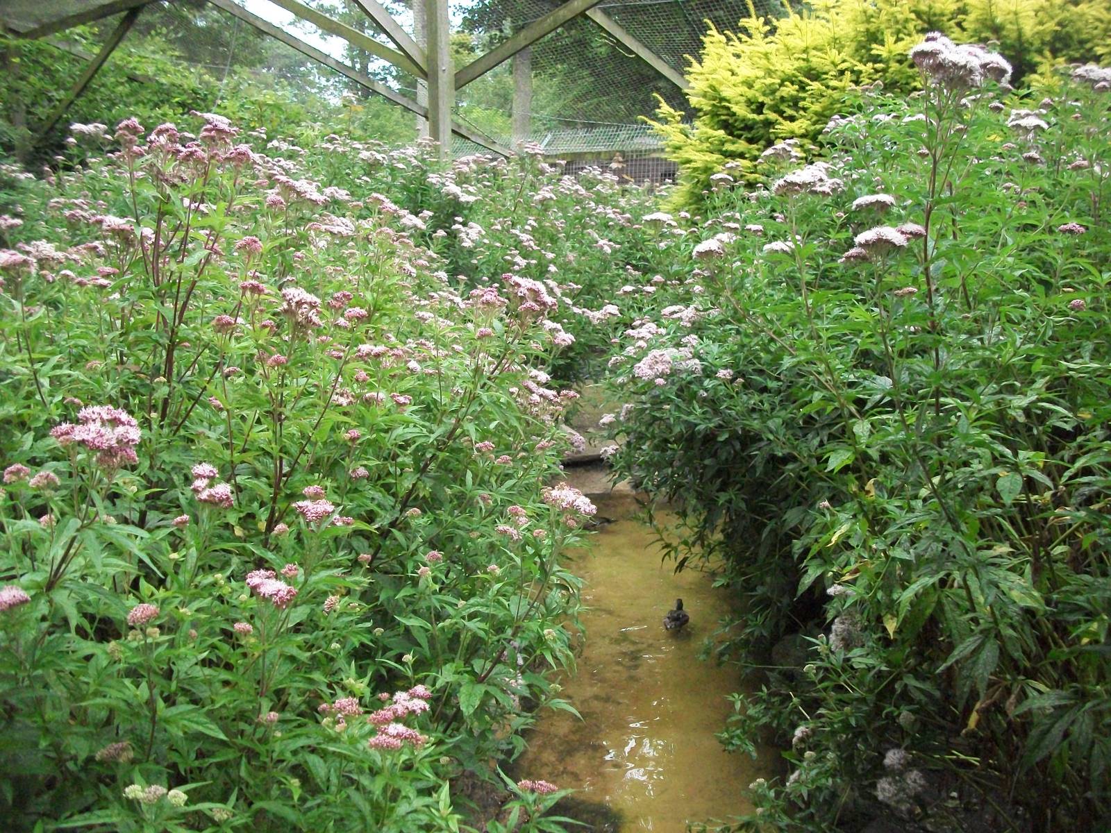 Luxuriant growth in the walk-through aviary, 1st August 2014